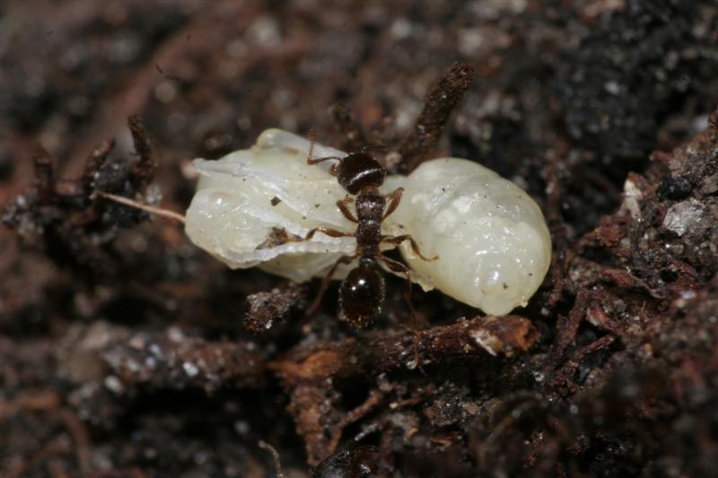 taxomara 2007 (133)